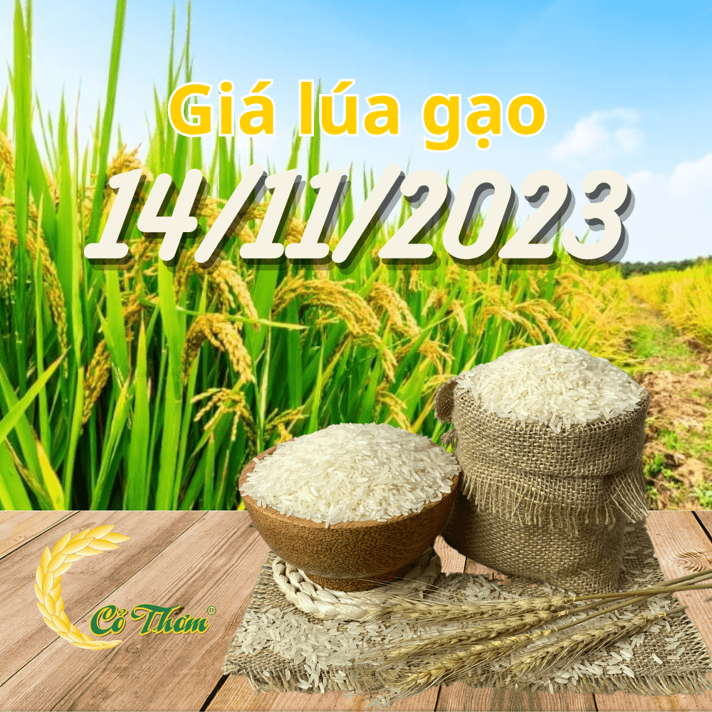 Cập nhật tình hình thị trường lúa gạo 14/11/2023: Giá lúa gạo tăng giảm trái chiều